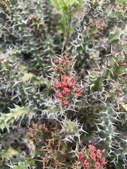 Euphorbia vandermerwei