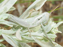 Hypochlora alba