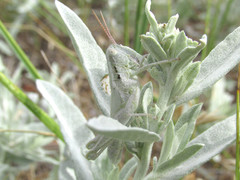 Hypochlora alba