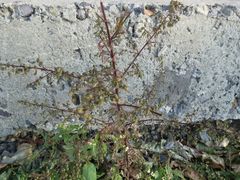 Artemisia annua