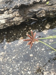 Cyperus rupestris