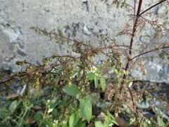 Artemisia annua