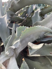 Agave pablocarrilloi