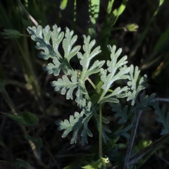 Lomatium observatorium
