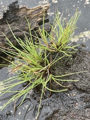 Cyperus rupestris