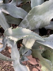 Agave pablocarrilloi