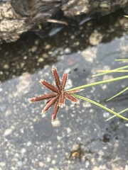 Cyperus rupestris