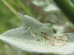 Hypochlora alba