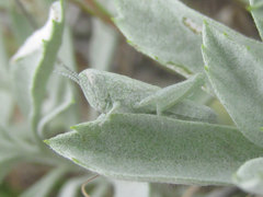 Hypochlora alba