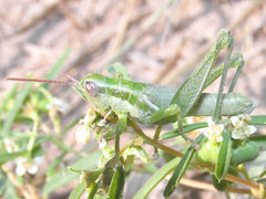 Hypochlora alba