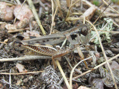 Melanoplus alpinus