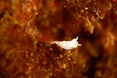Diaphorodoris alba