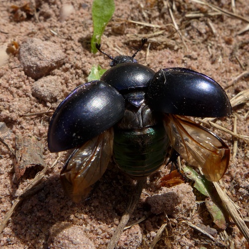 Springtime Dung Beetle, photo 4 of 10