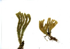 Image of Huperzia josephbeitelii