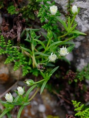 Delosperma karrooicum