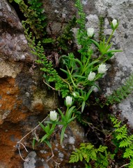 Delosperma karrooicum