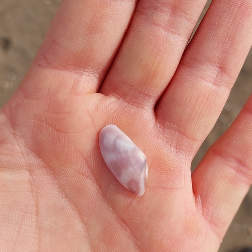 Donax venustus