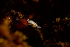Diaphorodoris alba