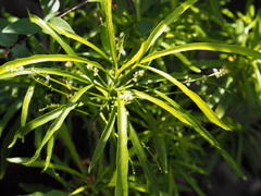 Melicope denhamii