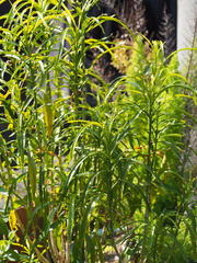 Melicope denhamii