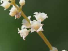 Melicope denhamii