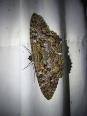 Feigeria scops