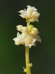 Melicope denhamii