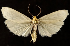 Crambidia xanthocorpa