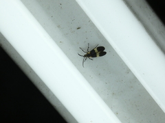 Correbidia assimilis