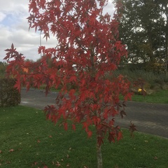 Acer palmatum