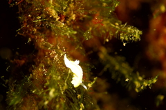 Diaphorodoris alba