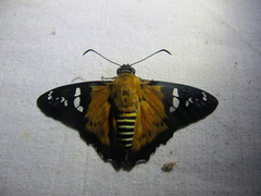 Myscelus