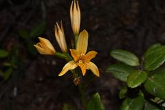 Chloraea nudilabia