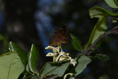 Butleria bissexguttatus