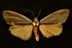 Cisthene striata
