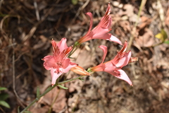 Alstroemeria ligtu ligtu