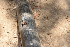 Hypodynerus tuberculatus