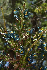 Puya alpestris alpestris