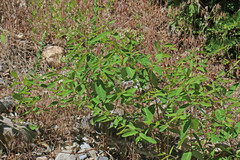 Apocynum × floribundum