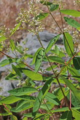 Apocynum × floribundum