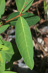 Apocynum × floribundum