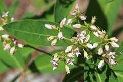 Apocynum × floribundum