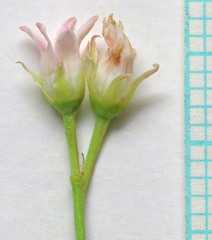 Apocynum × floribundum