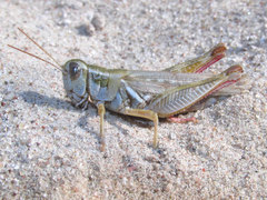 Melanoplus angustipennis