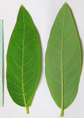 Apocynum × floribundum