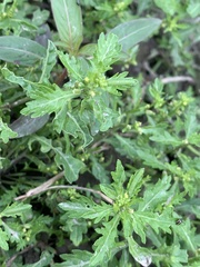 Rorippa cantoniensis