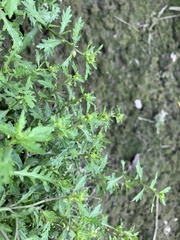 Rorippa cantoniensis