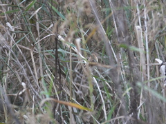 Emberiza schoeniclus