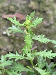 Rorippa cantoniensis