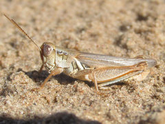 Melanoplus angustipennis